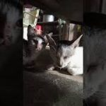 #moshin trt420#Billi Raja#comedy ☺#funny 😝 #Billi 🐈🙏Avenger