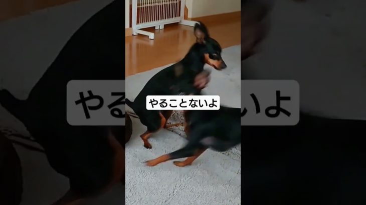 #ビットコイン #ミニチュアピンシャー #ミニピン #リリ #レオ #2024 #cute #dog #かわいい #投資 #pets #あるある はっしS&P500#ドージコイン