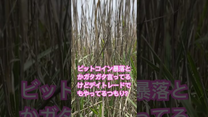 自分が買った時から45倍？ビットコイン長期で考えたらもっと上がるんじゃないの？#ビットコイン#仮装通貨#投資