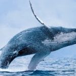 イーサリアムのクジラ、約20億円分のETHを取引所に移動—市場への影響は？