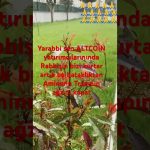 #ethereum #bitcoin #altcoin #shorts #keşfet #keşfetbeniöneçıkar