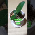 #become a good man with tree#duolingo #handgrip #bitcoin #ficus#ビットコイン毎日積立