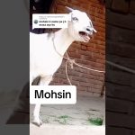 Mohsin name funny video status 🤣🤪|#boy 👦#mohsin #funnyvideo🤭 #shorts #viral💥 |in trending&unique