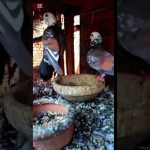 Mohsin YouTube channel trending 🕊️🕊️💓💓🕊️🕊️