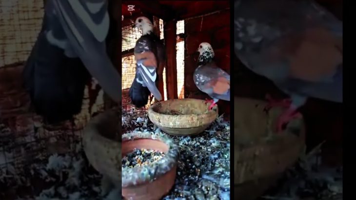 Mohsin YouTube channel trending 🕊️🕊️💓💓🕊️🕊️