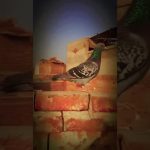 Mohsin official pets channel is 🕊️ kashid kabutar trending for my kabootar