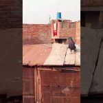 Mohsin official pets channel trending