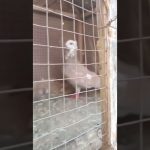 Mohsin pets channel trending video kabutaron ki