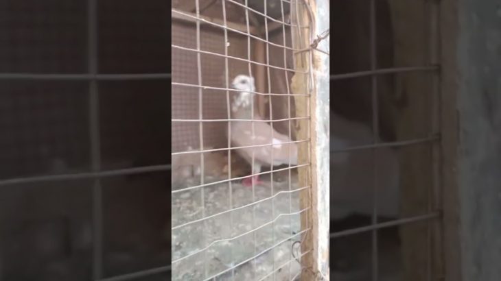 Mohsin pets channel trending video kabutaron ki